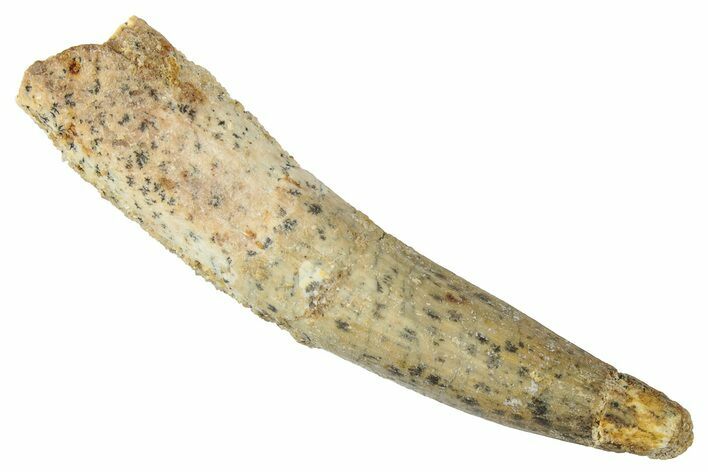 Fossil Spinosaurus Tooth - Real Dinosaur Tooth #331279
